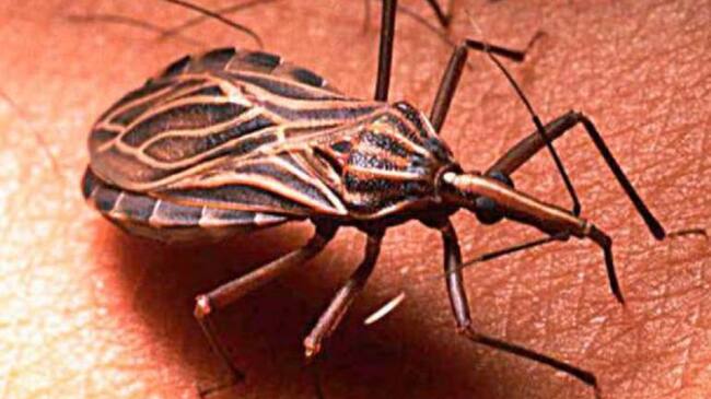 Transmisor del Chagas