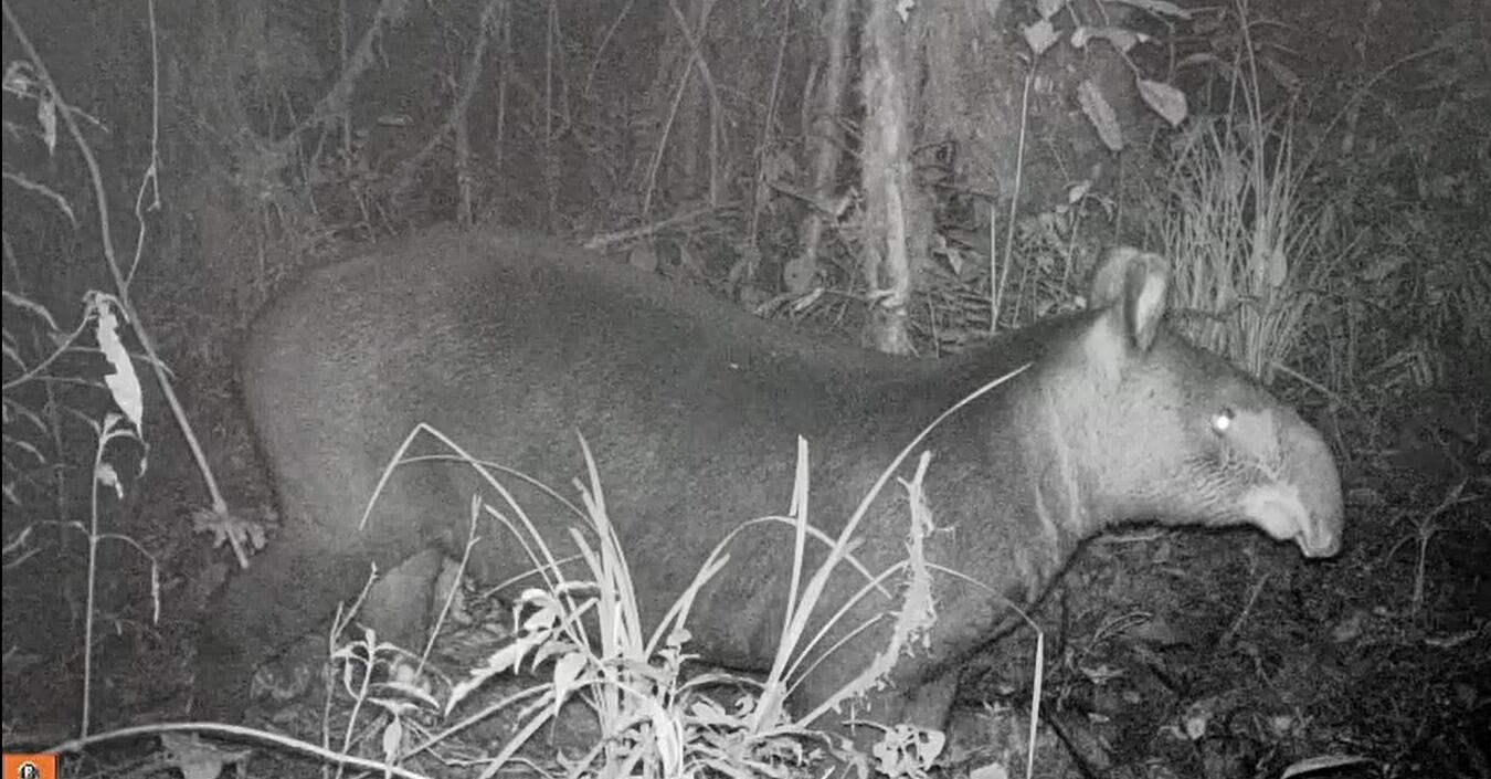 Su población mundial no supera los 2.500 individuos. Foto CAM-Neiva.
