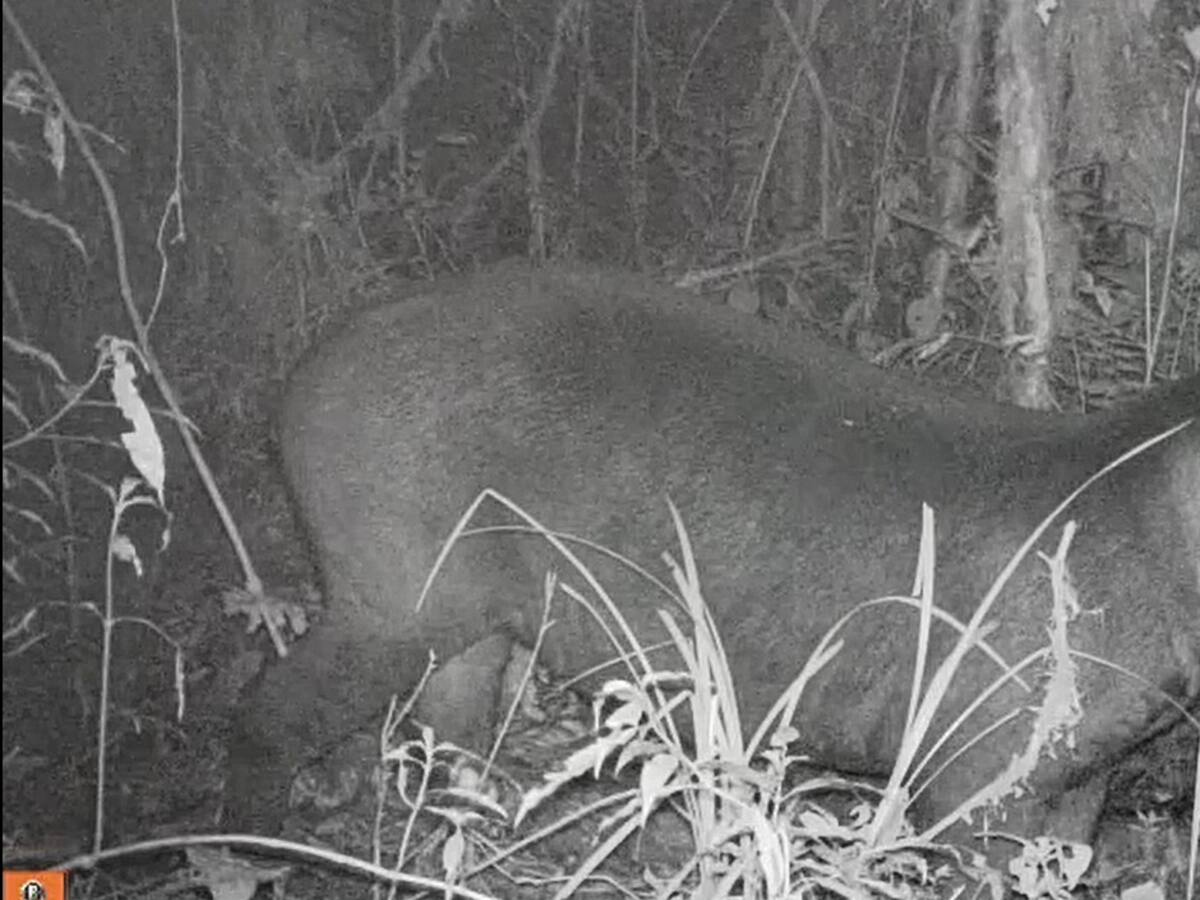 Inédito hallazgo confirma la presencia de la danta de montaña en el norte del Huila