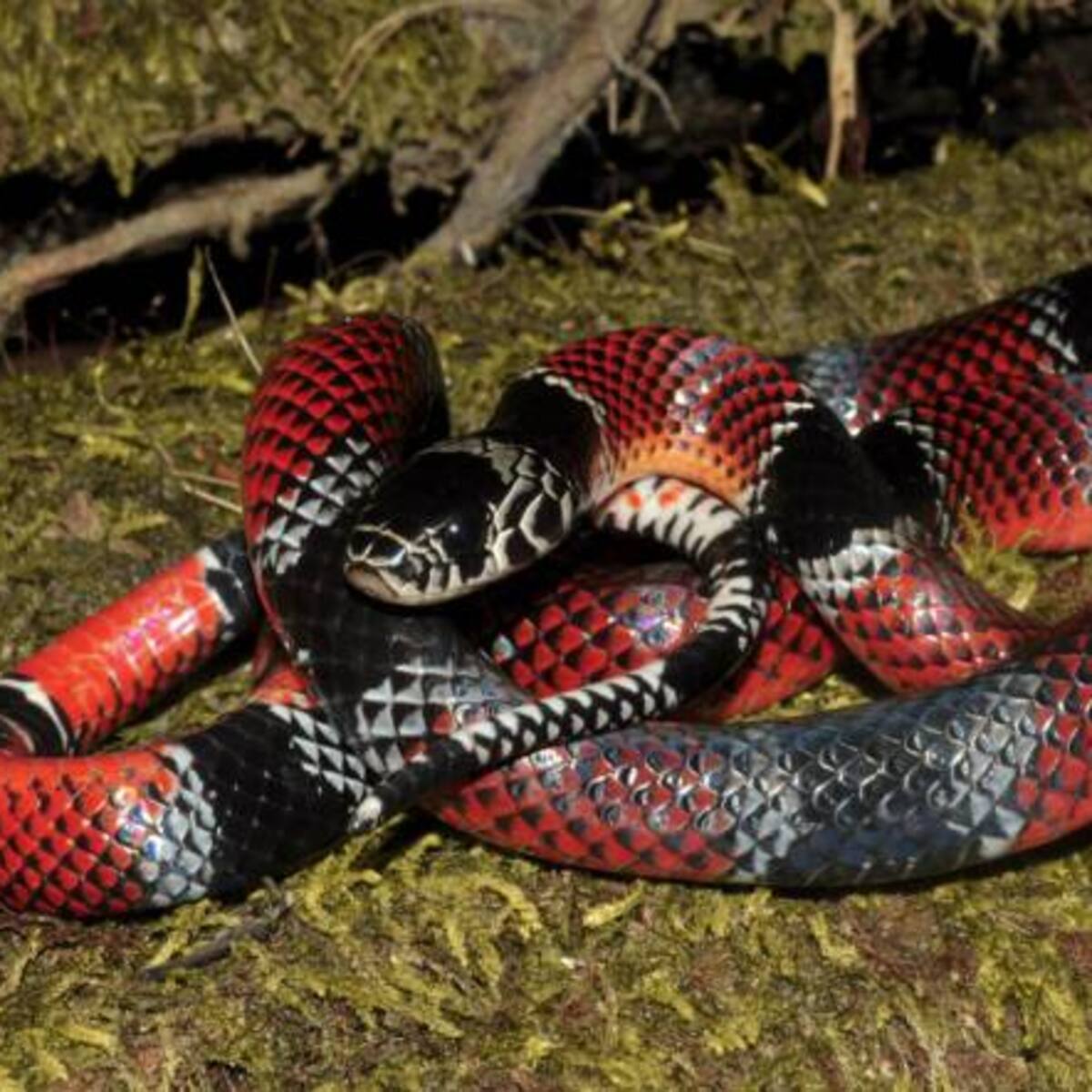 No mate las serpientes, son benéficas en el campo
