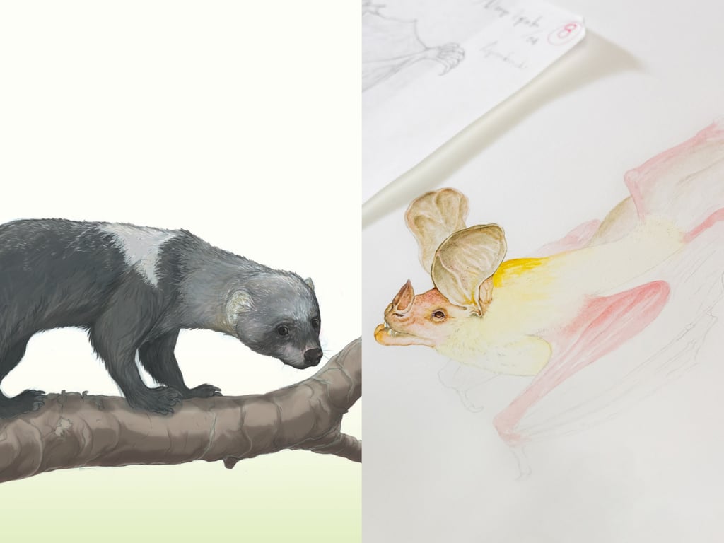 Las dos nuevas especies encontradas en el bosque de Tulenapa en el municipio de Carepa, Antioquia. Foto: UdA. 