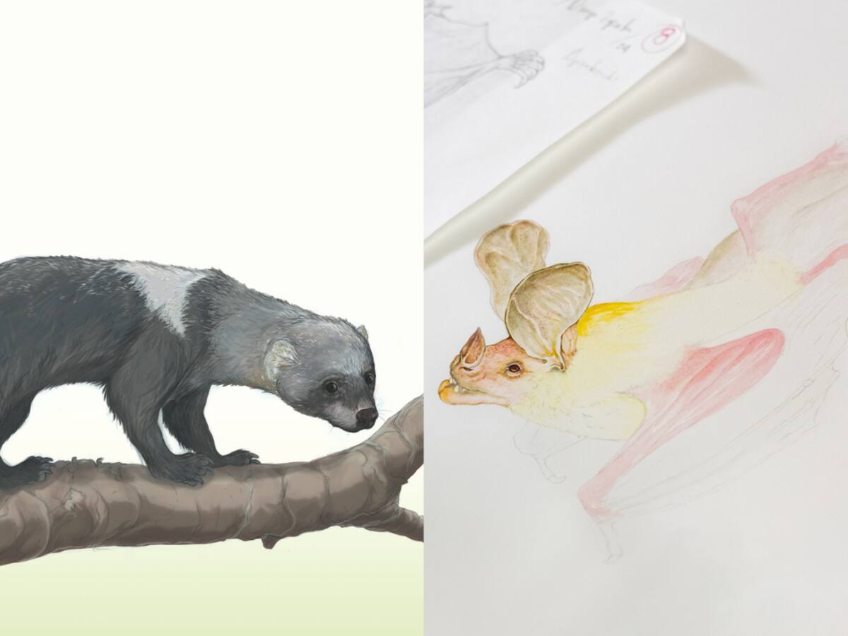 Mapaches y tairas, son las nuevas especies registradas en el bosque de Tulenapa en Carepa