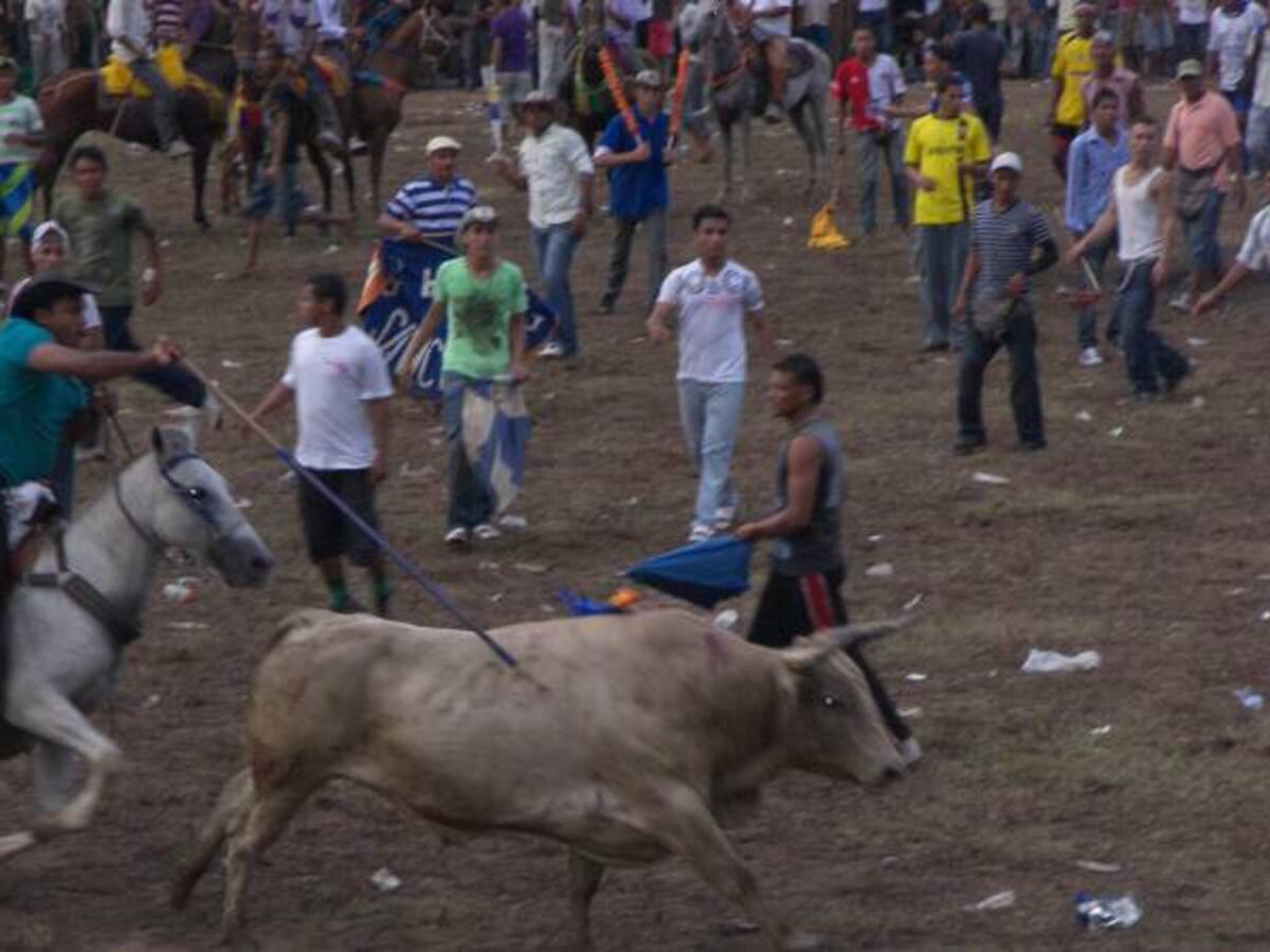 Por las personas y animales heridos en corralejas, la gobernación busca una nueva regulación