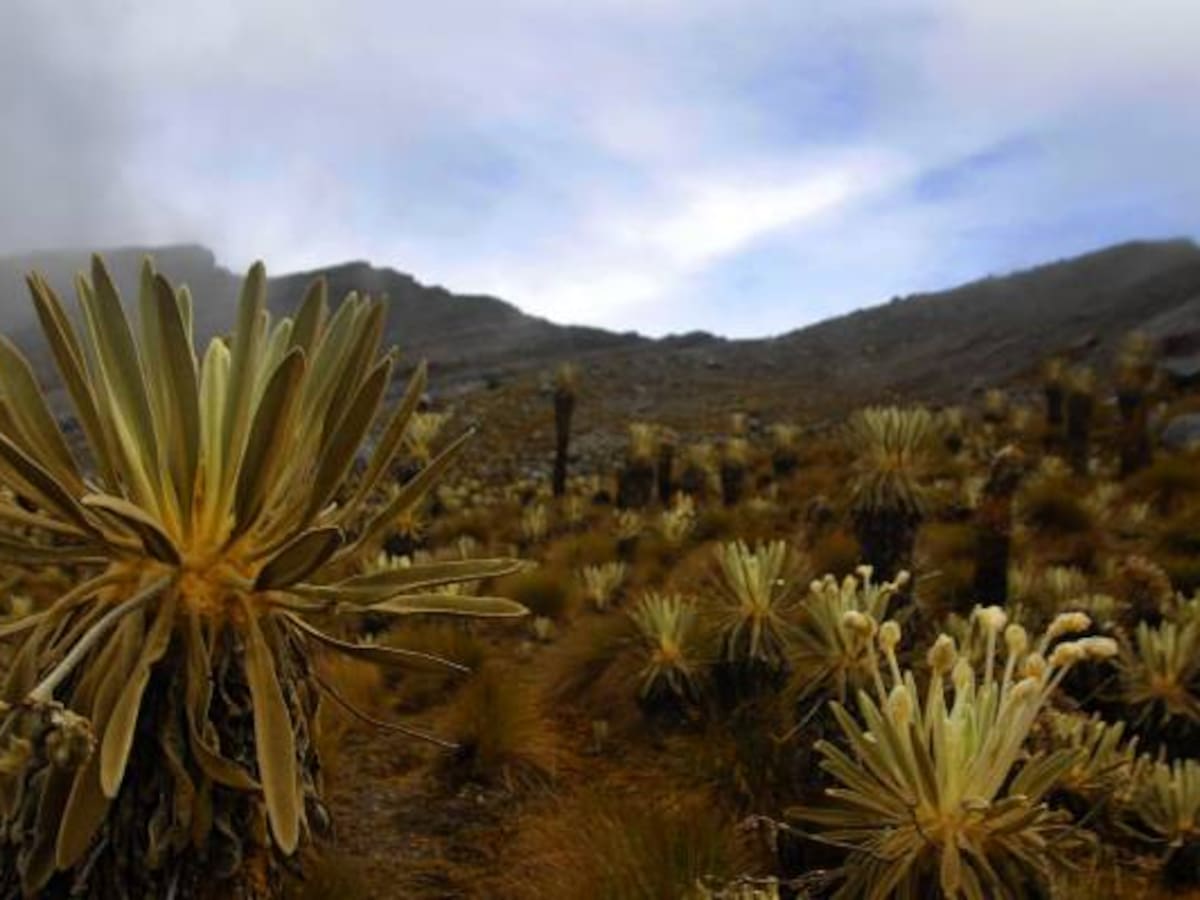 Alistan plan de protección a nueva especie de frailejón hallada en Boyacá