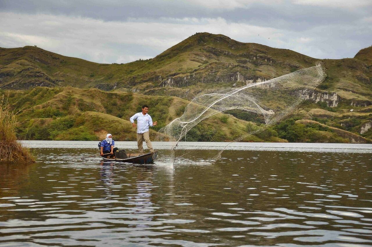 El propósito favorecer la reproducción de esta especie endémica de las cuencas de los ríos Magdalena, Cauca y San Jorge.