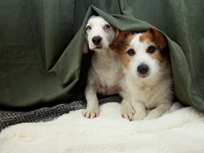 Mascotas. Foto: Getty Images