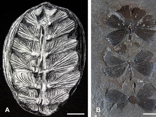 Un importante hallazgo paleontológico se dio en la zona del Alto Ricaurte de Boyacá, en el que se encontró a una tortuga bebé de más de 115 millones de años. Foto/ Suministrada