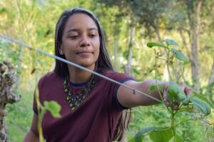 Investigación fríjol liborino