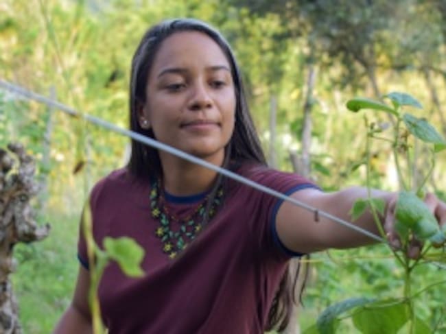 Investigación fríjol liborino
