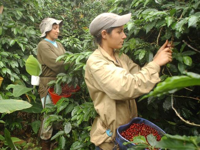 El café y sus métodos de cultivo, otra tradición de Colombia