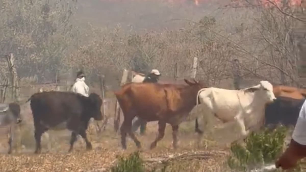 Intermediarios en Tolima aprovechan emergencia por incendios y pagan la carne al 50% del costo real