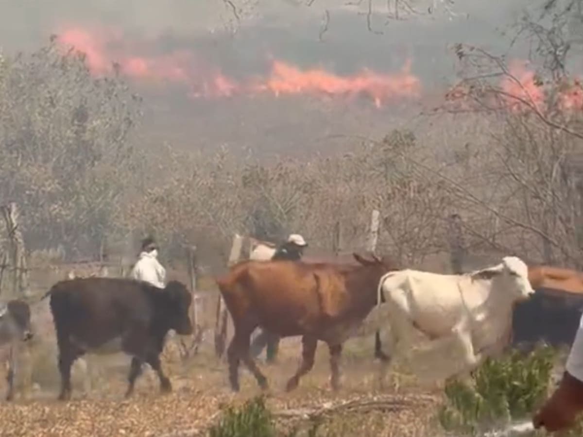 Más de 600 cabezas de ganado han muerto por los incendios en el Tolima, según Fedegán