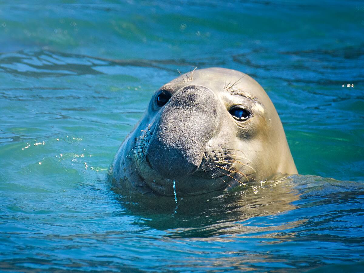 Nariño: un elefante marino fue sacrificado en La Tola