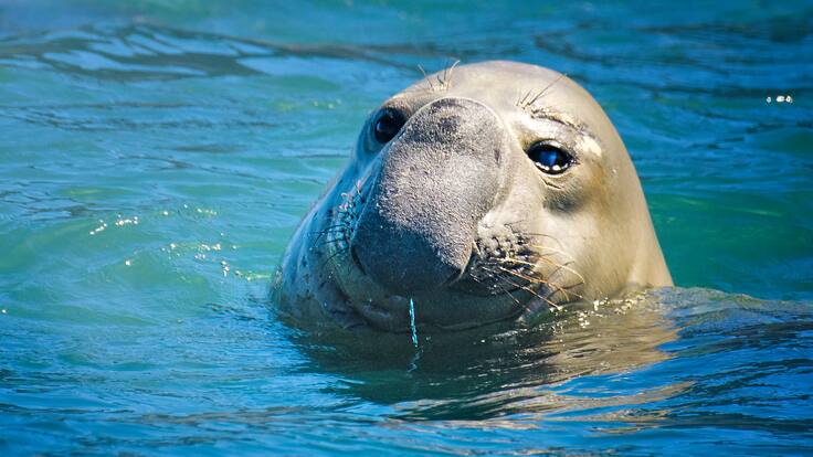 Nariño: un elefante marino fue sacrificado en La Tola