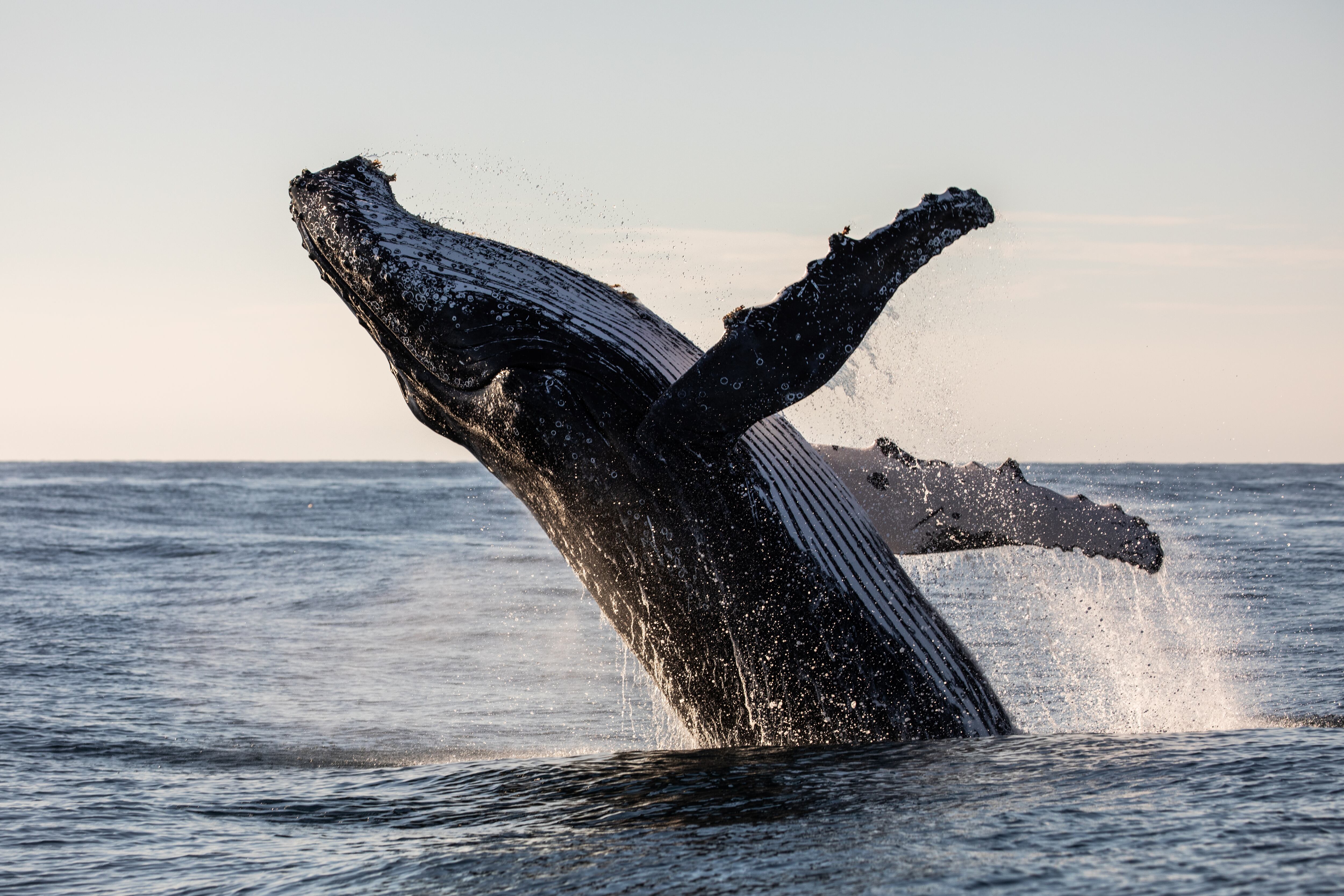 La entidad, Parques Nacionales, estima que cada año, entre julio y agosto llegan 3.000 ejemplares de ballenas jorobadas a las costas colombianas. | Foto: Getty Images