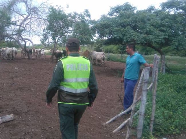 Policía logra recupera 60 reses hurtadas en Chiriguaná, Cesar
