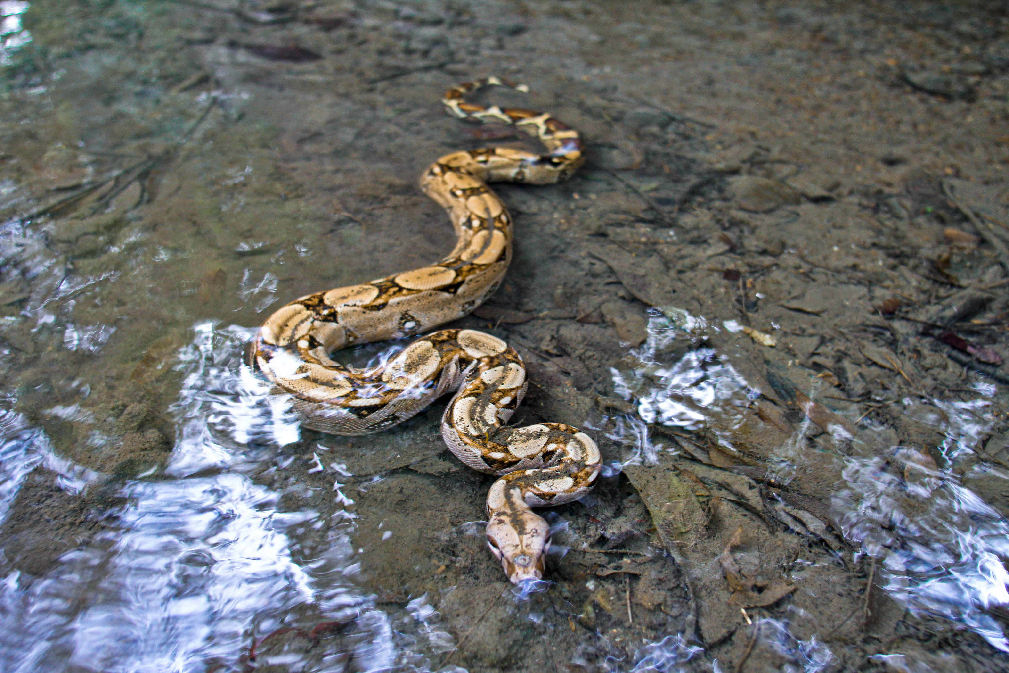 Avistamiento de serpientes en el Valle de Aburrá. Foto: Área Metropolitana