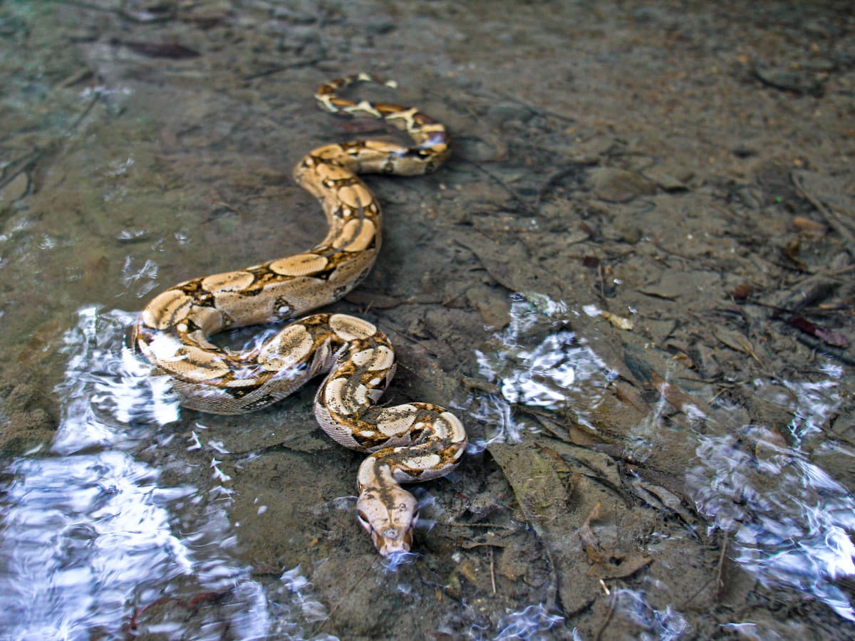 Entidad ambiental alerta por afectación en el hábitat de las serpientes en Valle de Aburrá