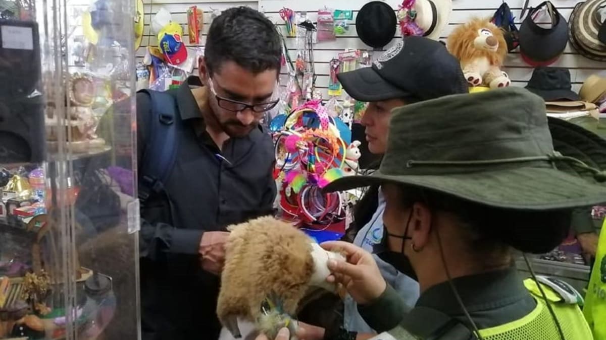 Incautan elementos manufacturados con partes de animales silvestres