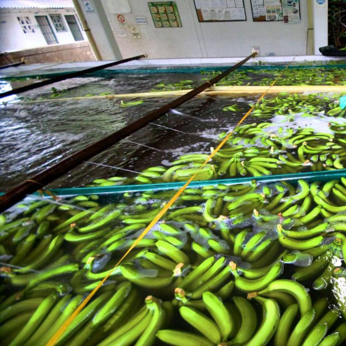 Augura realiza la novena versión del Congreso Técnico Bananero de Colombia