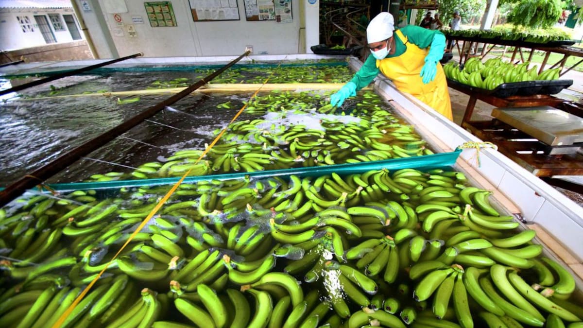 Augura realiza la novena versión del Congreso Técnico Bananero de Colombia