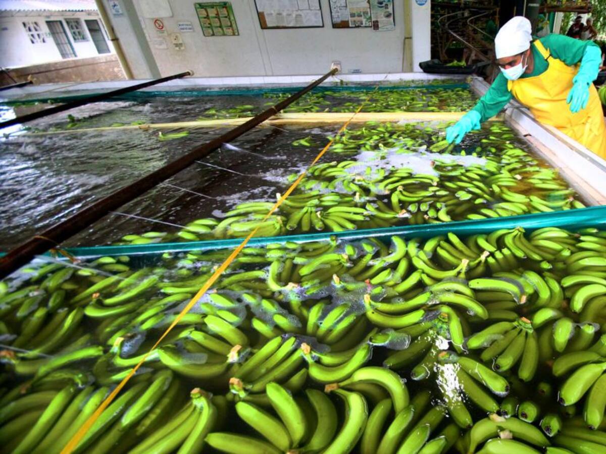 Augura realiza la novena versión del Congreso Técnico Bananero de Colombia