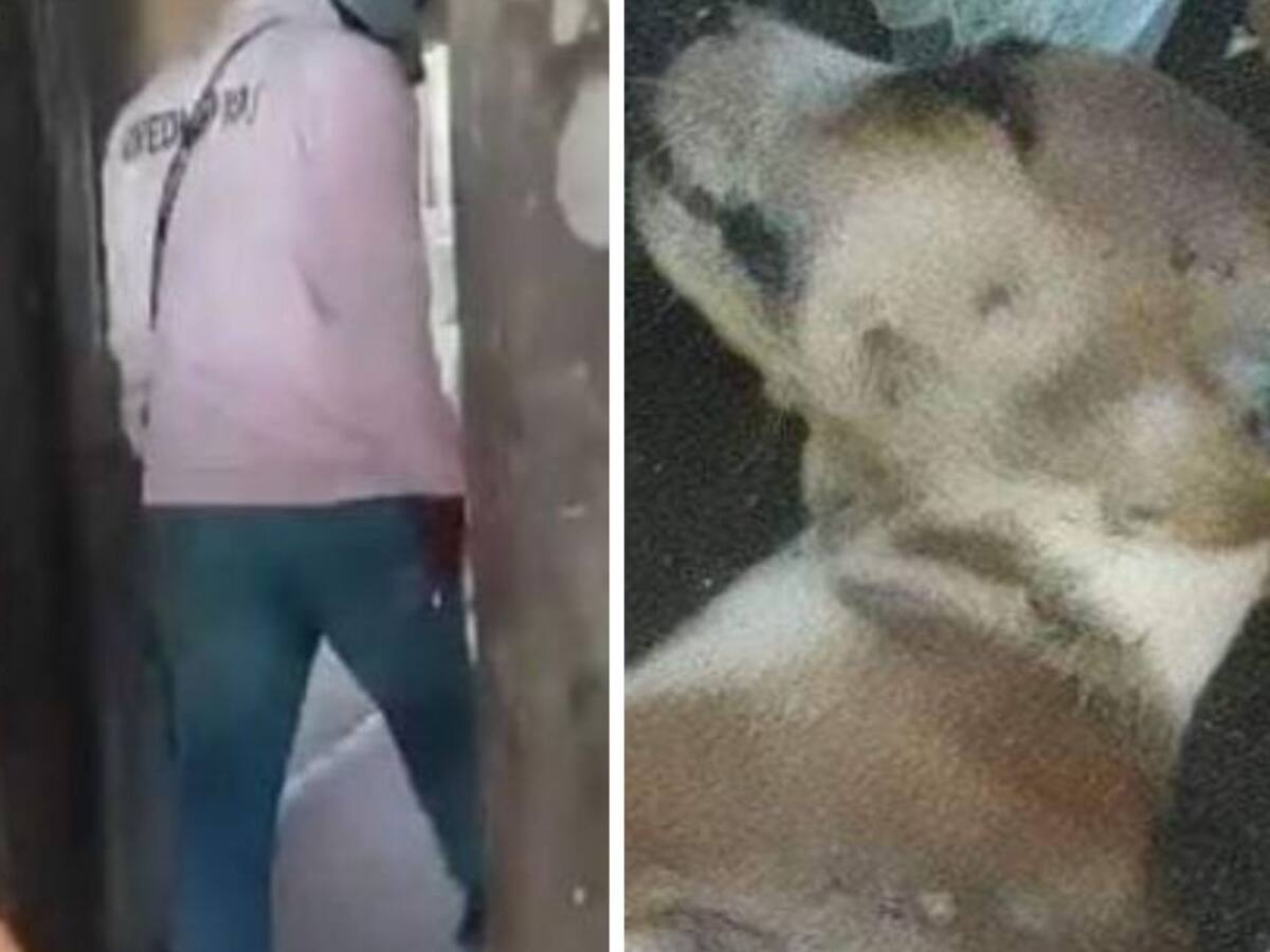 Policía investiga brutal muerte de cachorro en Los Corrales, Purísima, Córdoba