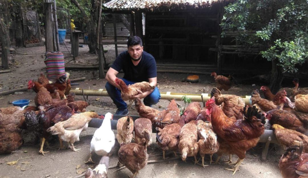 Gallinas criollas