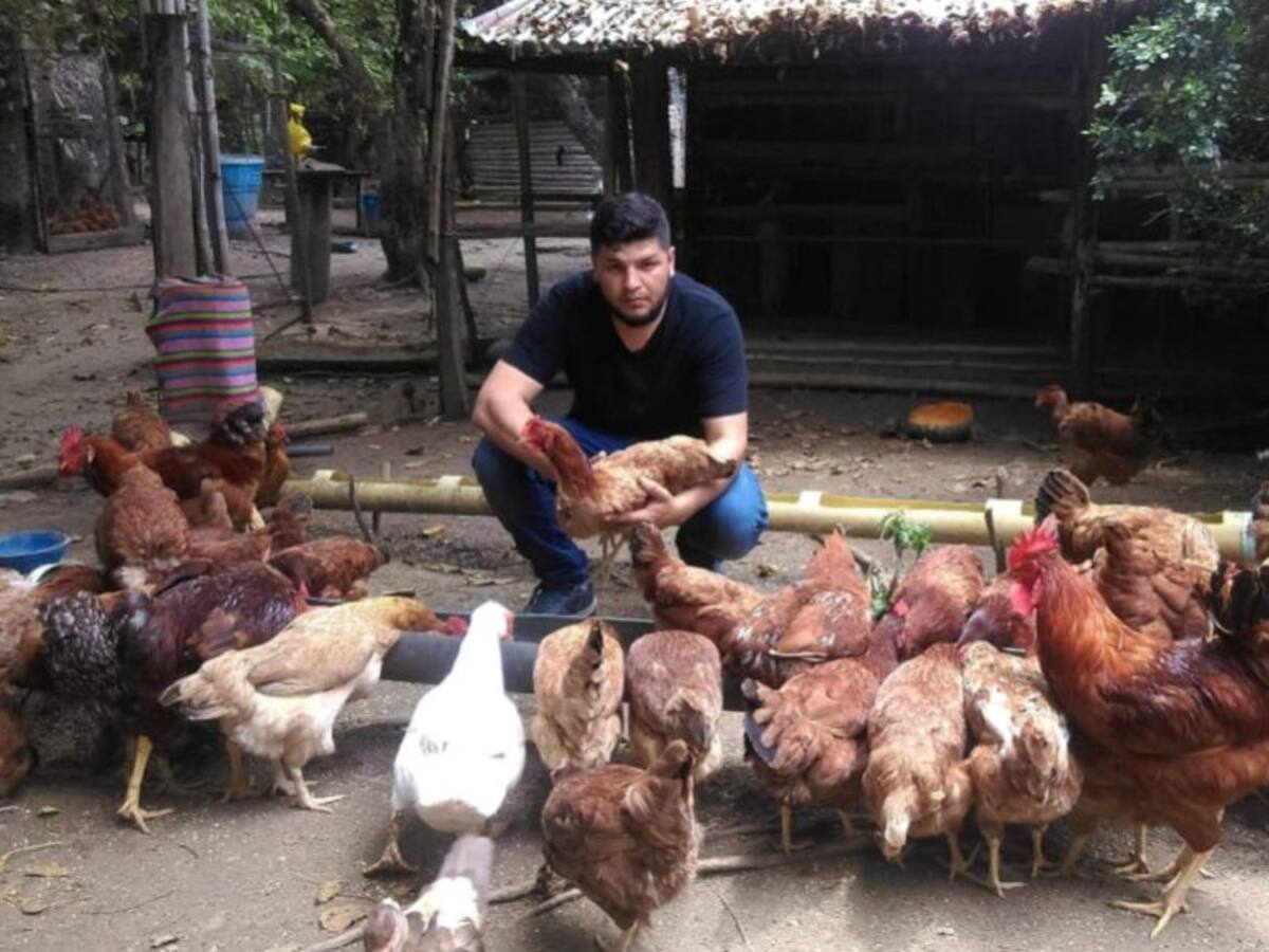 Colombia tiene 29 razas de gallinas criollas. En Timaná buscarán la mejor