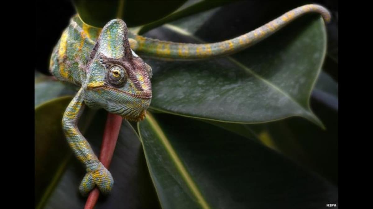 La primera posición en la categoría "general, internacional" la logró Klaus-Peter Selzer, de Alemania. © Premio Internacional de Fotografía Hamdan Bin Mohammed Bin Rashid Al Maktoum.