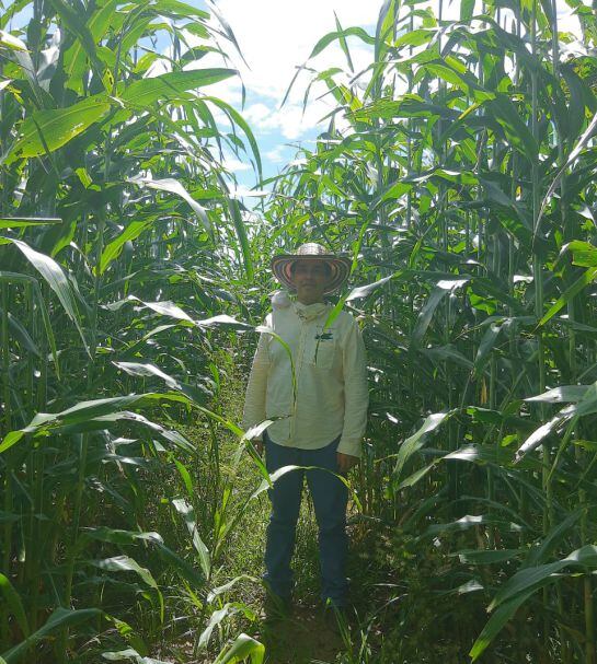 Producción de sorgo para forraje