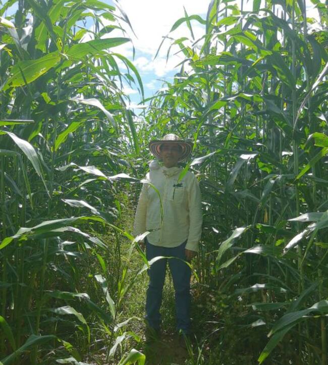 Producción de sorgo para forraje