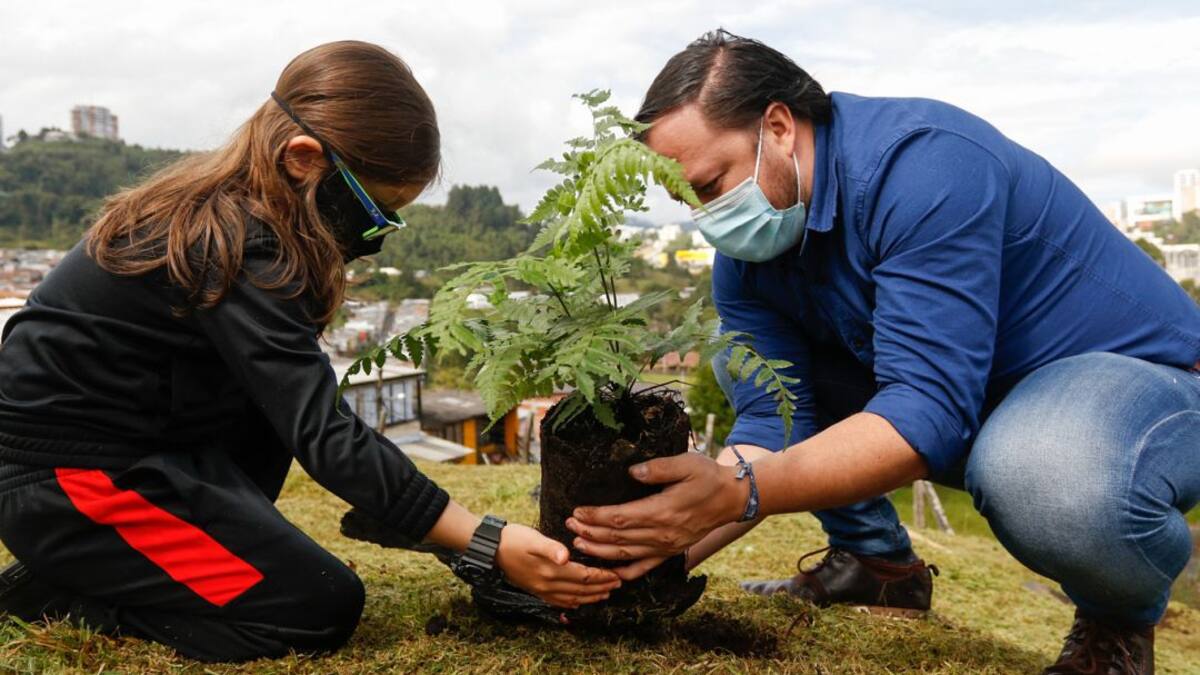 Siembra masiva de árboles por el cumpleaños de Manizales