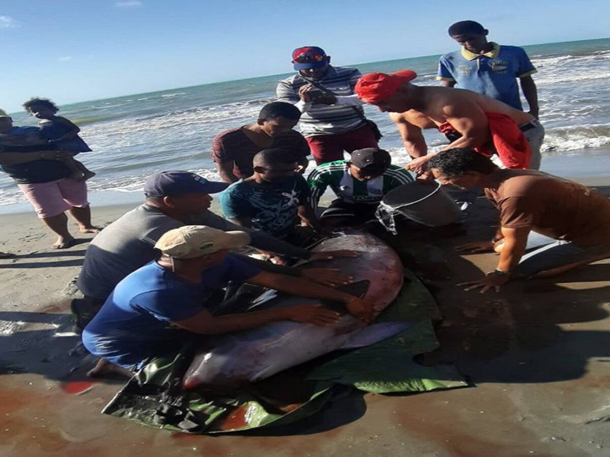 Muere cachalote gestante hallado en las playas de Moñitos, Córdoba
