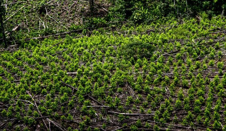 Cultivos de Coca