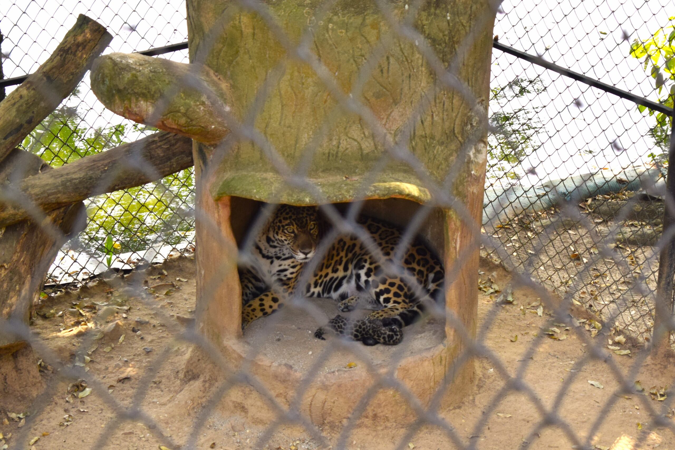 El jaguar nació en cautiverio en el bioparque de Melgar, Tolima