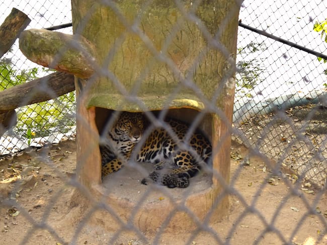 El jaguar nació en cautiverio en el bioparque de Melgar, Tolima