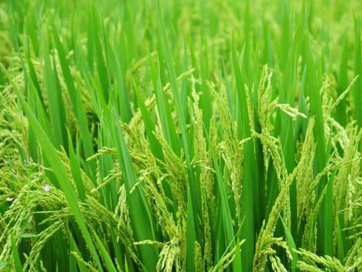 Precio del arroz al consumidor ha caído en un 12%: Fedearroz
