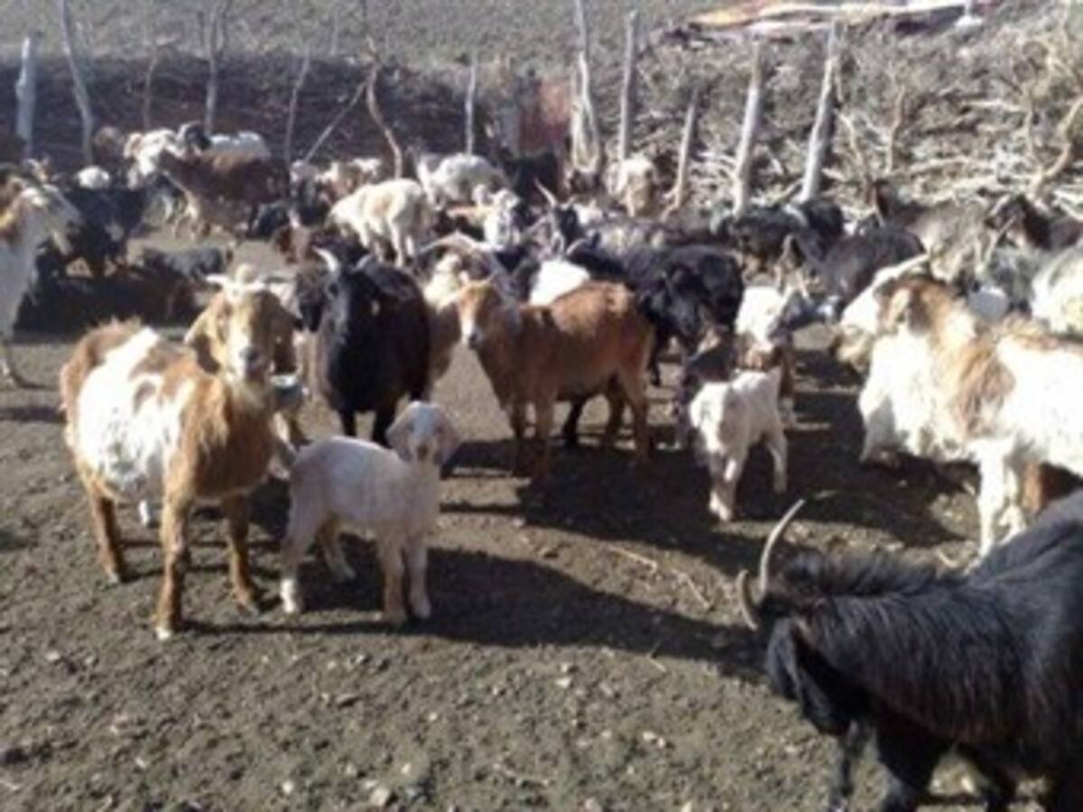 Declaran urgencia manifiesta en Riohacha por brote de ántrax o carbunco