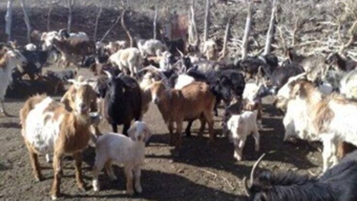 Declaran urgencia manifiesta en Riohacha por brote de ántrax o carbunco