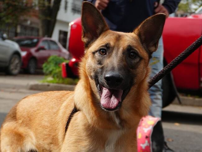 Bogotá crea mesa distrital para frenar atropellamientos que dejan miles de animales muertos