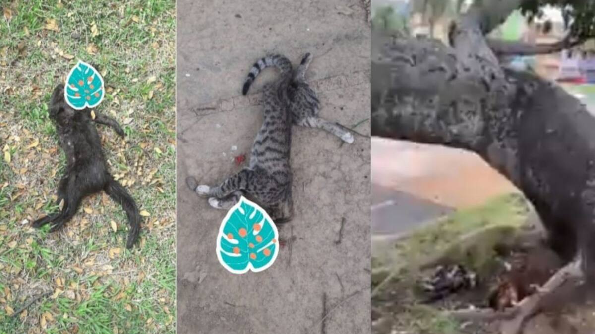 Caleños preocupados por actos de brujería en la ciudad