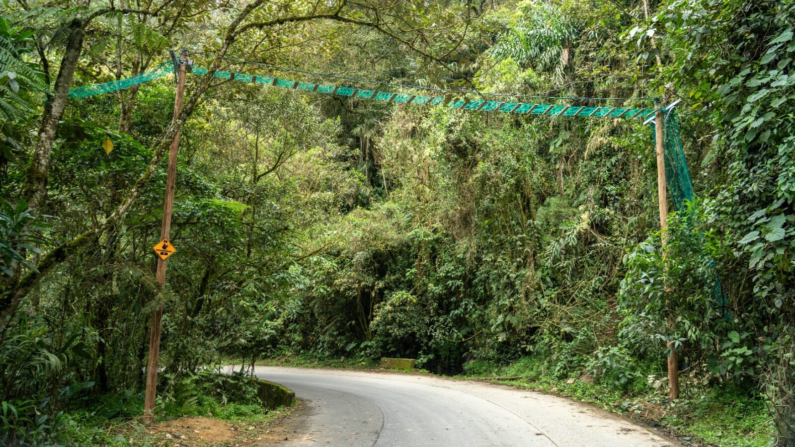 Pasos seguros para evitar el atropellamiento de fauna silvestre en Medellín- foto alcaldía