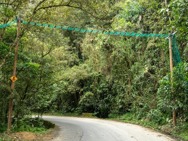 Pasos seguros para evitar el atropellamiento de fauna silvestre en Medellín- foto alcaldía