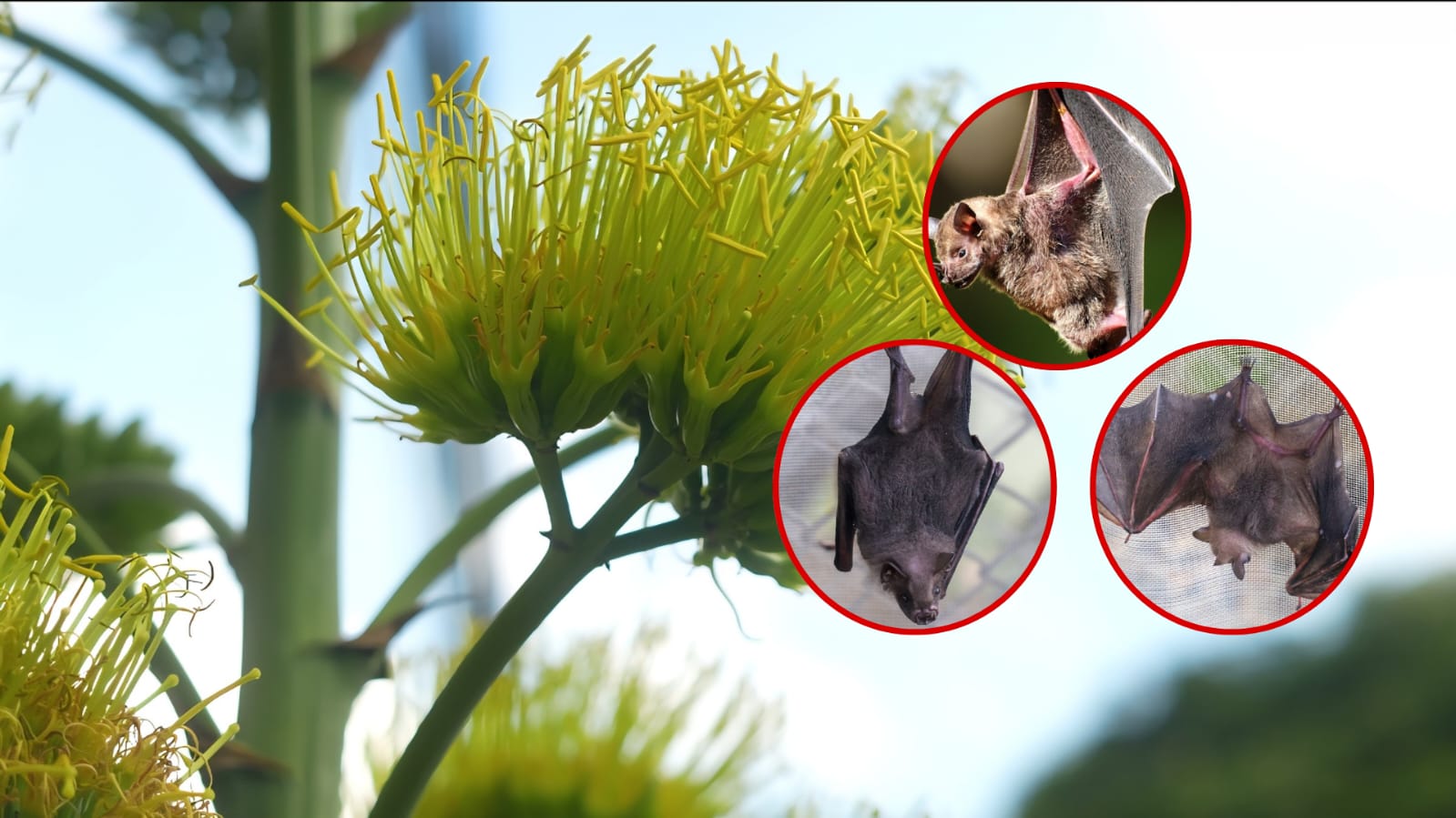 Estos animales, los únicos mamíferos capaces de volar, cumplen un papel fundamental en los ecosistemas urbanos y rurales del territorio.