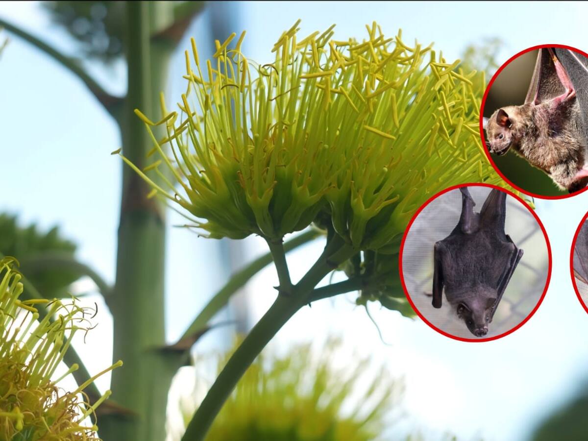 Cali tiene al menos 18 especies de murciélagos y el Dagma pide frenar los mitos