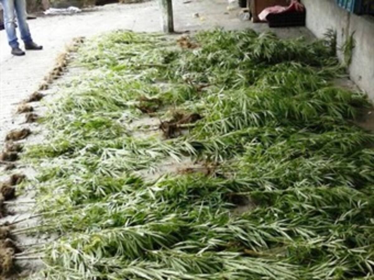 Encuentran marihuana cultivada en medio de tomate