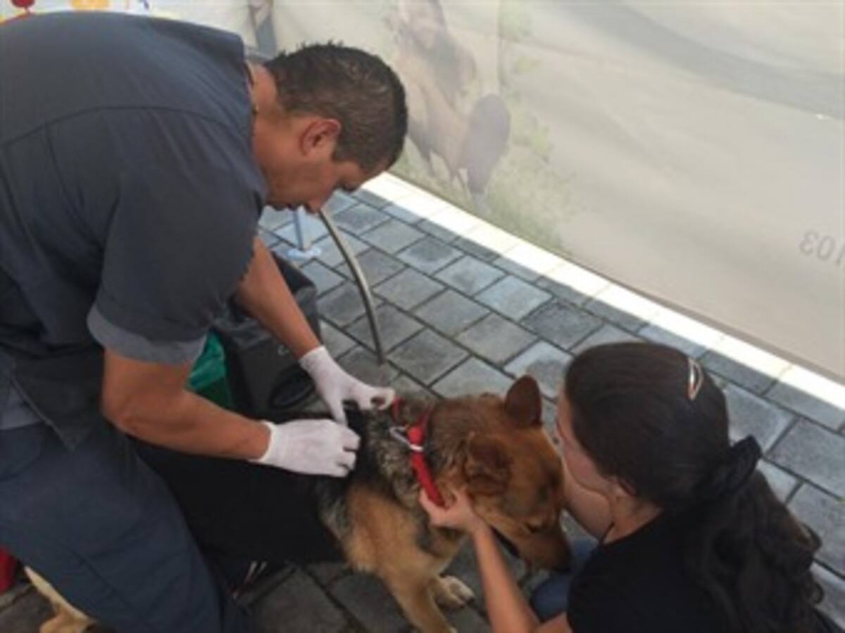 Partido Conservador prepara proyecto para la atención integral de animales