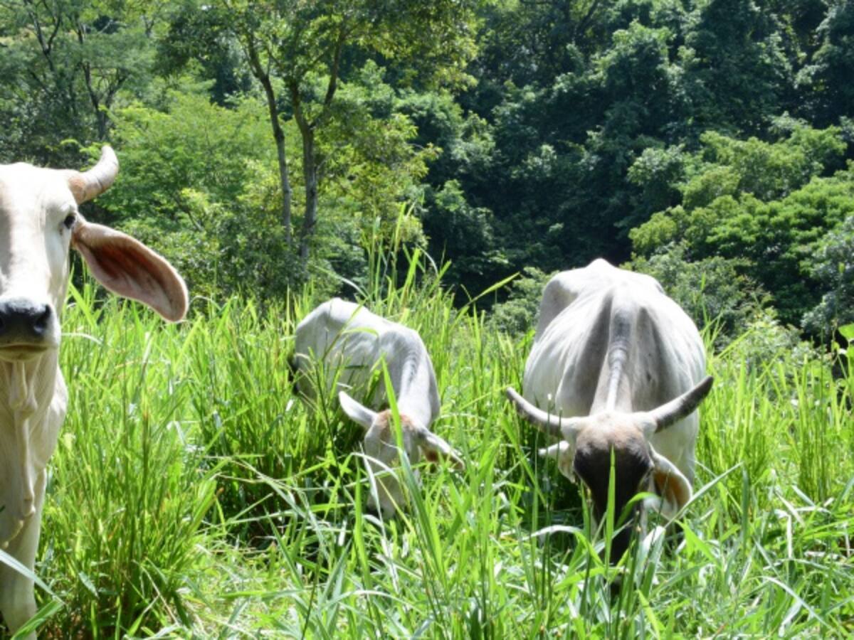 Mejor alimento al ganado redunda en carne de más calidad
