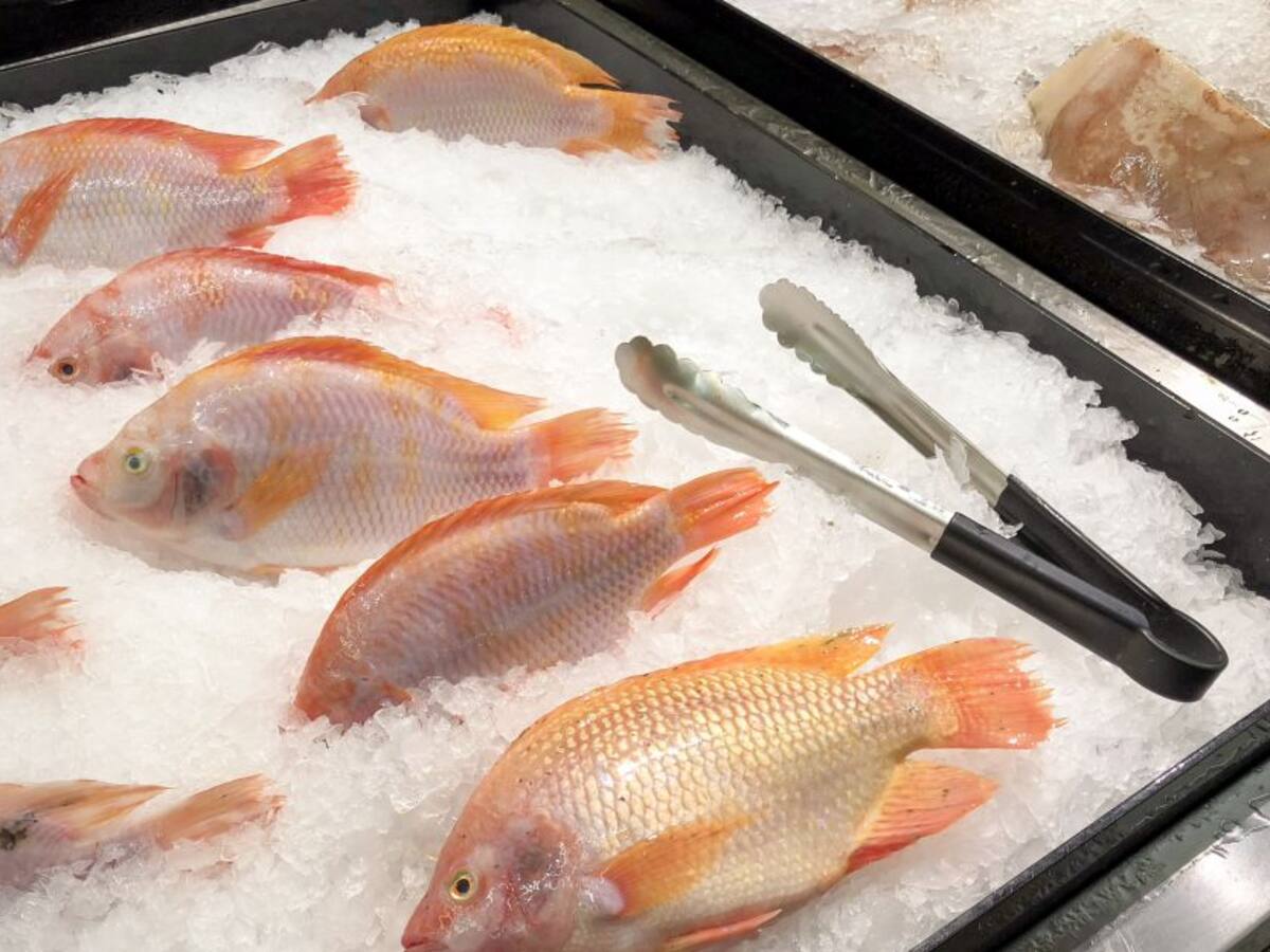 Huila se afianza en la producción y exportación de tilapia roja